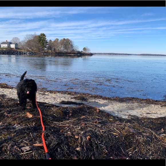 Meet your Posher, Tahn - Picture 1 of 1